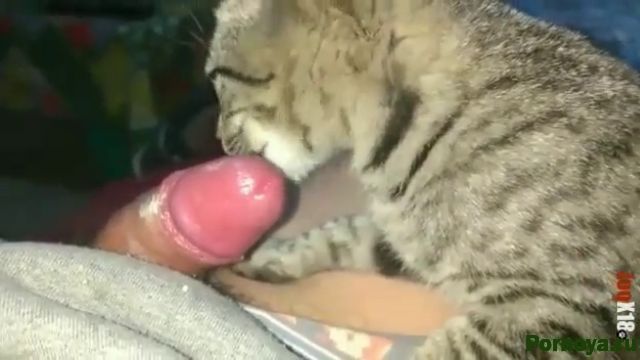 Кот лижет хуй в сметане парня, зоо порно скачать