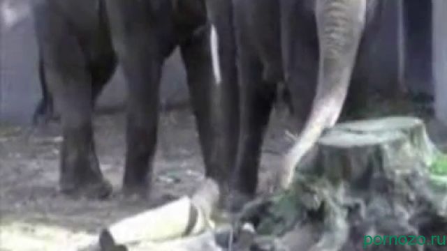Порно слонов. Видео спаривание больших животных
